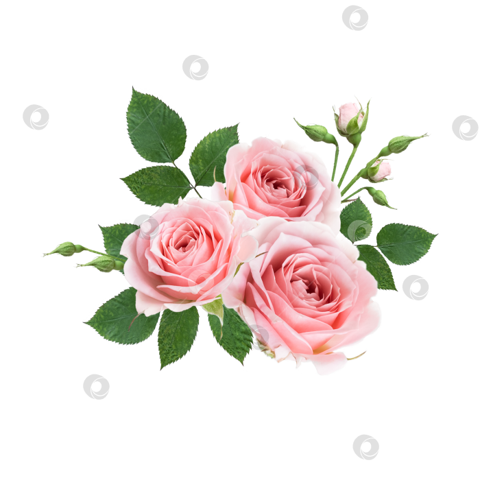 Скачать букет бледно-розовых роз отдельно фотосток Ozero