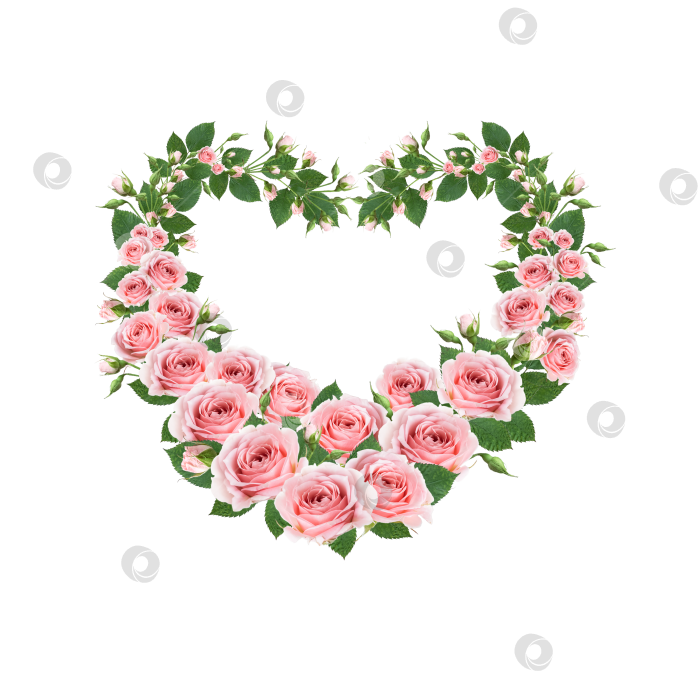 Скачать Поздравительная сердечная рамка, сплетенная из ветвей цветущей розовой розы, изолирована фотосток Ozero