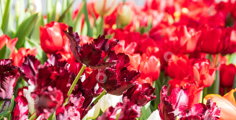 Скачать красные тюльпаны крупным планом на размытом фоне фотосток Ozero