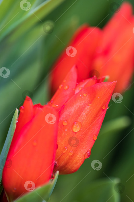 Скачать бутоны красных тюльпанов с каплями воды и зелеными листьями крупным планом фотосток Ozero