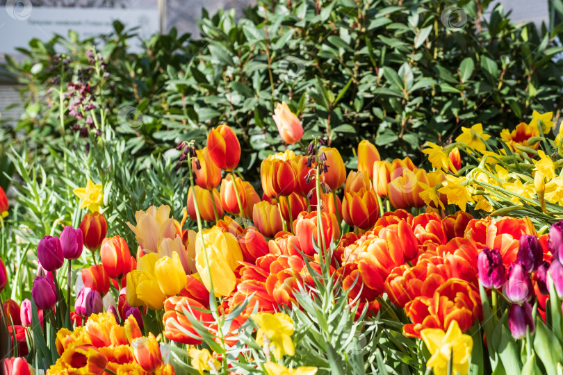 Скачать разноцветные тюльпаны крупным планом на размытом фоне фотосток Ozero