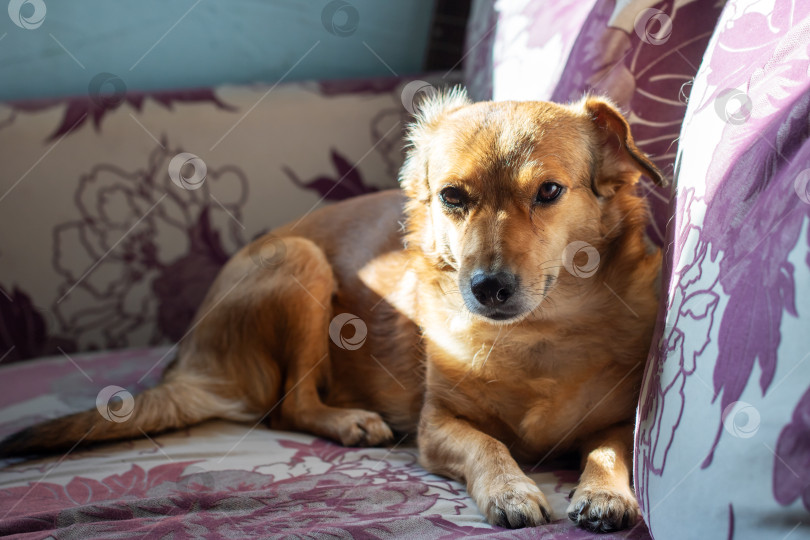 Скачать Рыжая маленькая собачка спит на диване фотосток Ozero