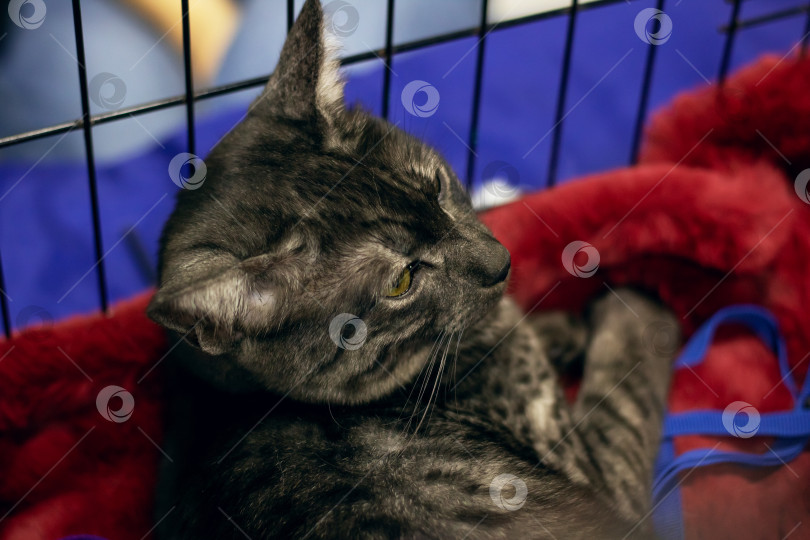 Скачать Египетский серый кот Мау спит на подстилке фотосток Ozero
