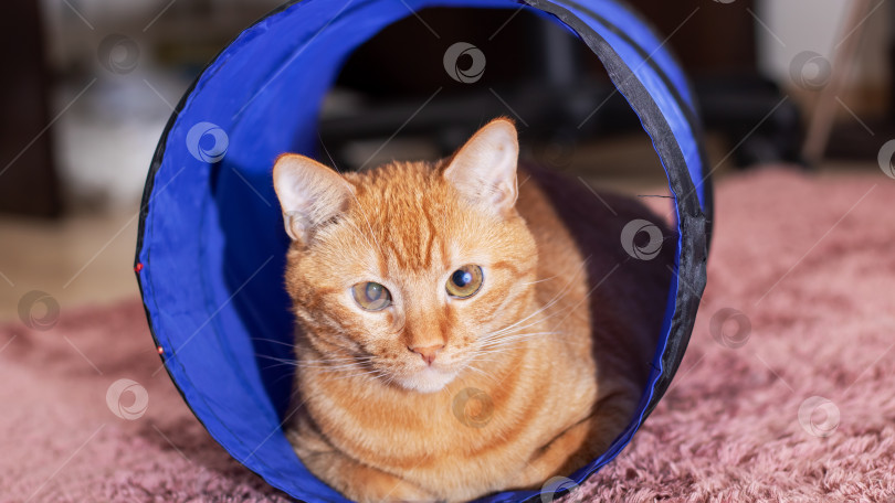 Скачать Рыжий кот, лежащий в кошачьем туннеле фотосток Ozero