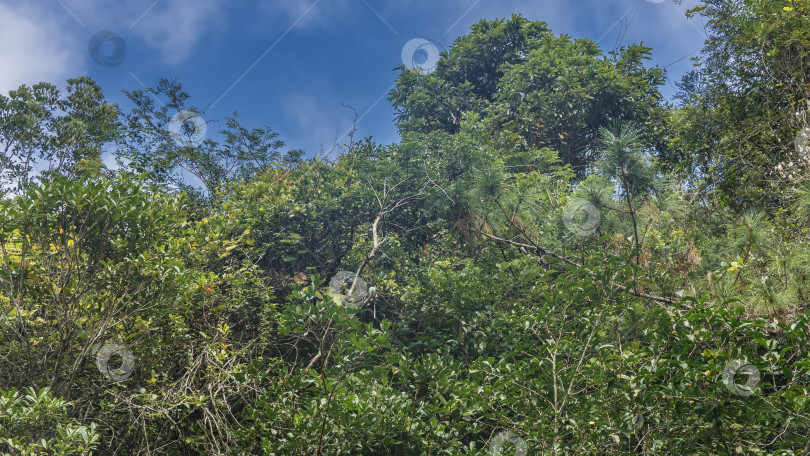 Скачать Заросли тропического леса на фоне голубого неба. фотосток Ozero
