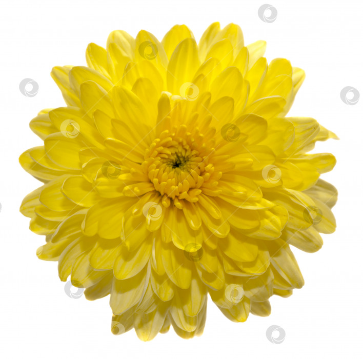 Скачать Один цветок желтой хризантемы фотосток Ozero