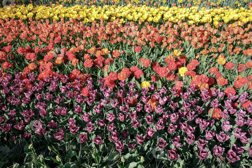 Скачать Разноцветные тюльпаны на клумбе фотосток Ozero
