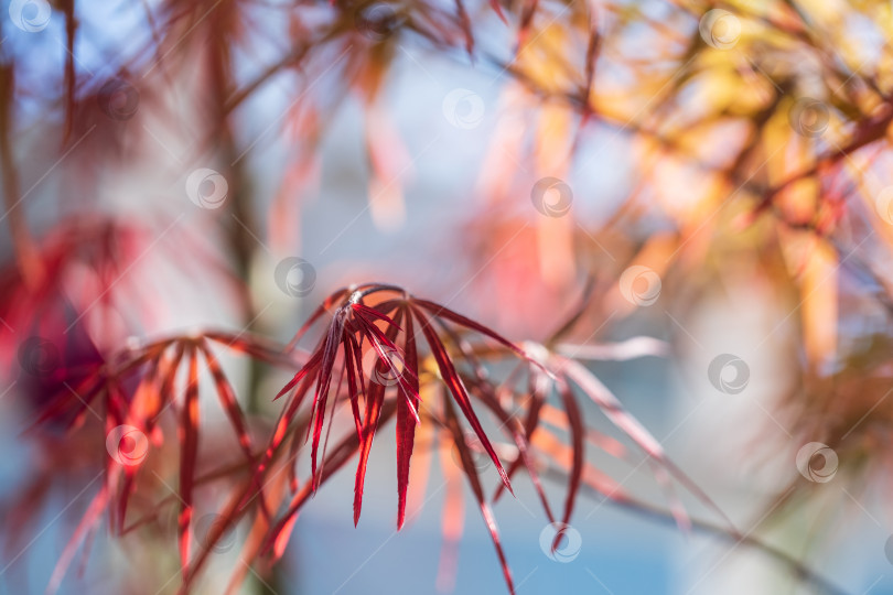 Скачать красные листья японского клена на размытом фоне ветвей и неба фотосток Ozero