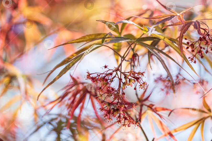 Скачать распускающиеся цветы и узкие красные листья японского клена на размытом фоне фотосток Ozero