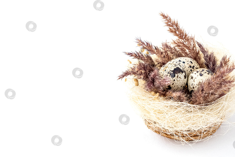 Скачать Пасхальное декоративное гнездышко с маленькими крапчатыми яйцами и сухой пушистой травой пампасов фотосток Ozero