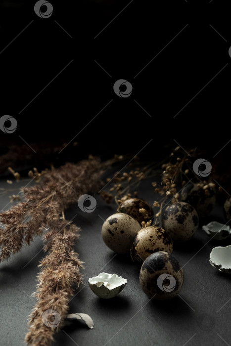Скачать Маленькие пятнистые яйца и сухие стебли пампасной травы, разбросанные по темной поверхности стола, - концепция декора "Счастливая Пасха" фотосток Ozero