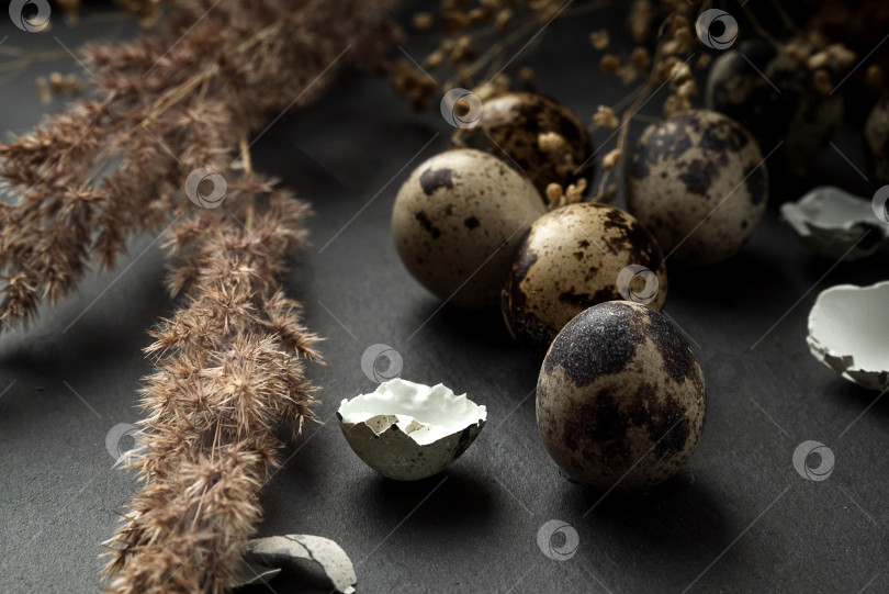 Скачать Пестрые перепелиные яйца и сухие стебли пампасной травы, разбросанные по поверхности стола, - декор для праздника счастливой Пасхи фотосток Ozero