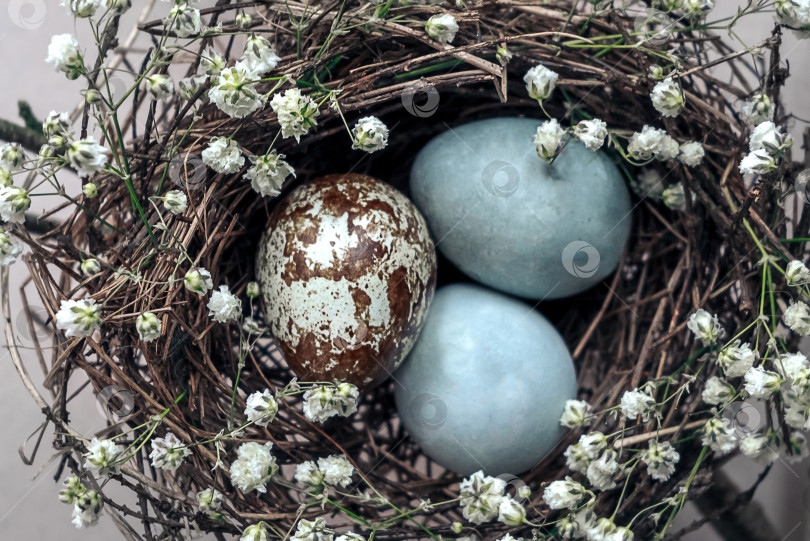 Скачать Вид сверху на птичье гнездо с тремя разноцветными пятнистыми яйцами, украшенными белыми цветами. Счастливого празднования Пасхи фотосток Ozero