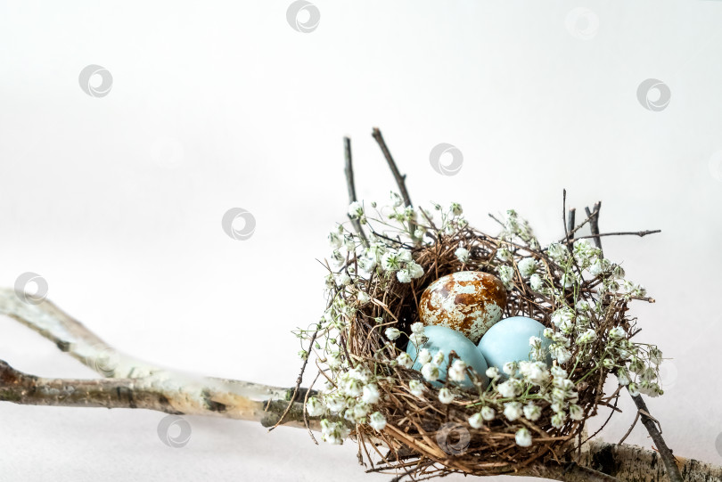 Скачать Пасхальный декор: гнездо с маленькими крашеными яйцами, украшенное белыми цветами, висит на ветках дерева. Концепция праздника Пасхи фотосток Ozero
