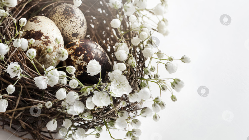 Скачать Крупным планом пасхальное птичье гнездо с яйцами, украшенными белыми цветами на белом фоне. фотосток Ozero