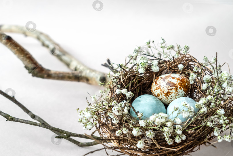 Скачать Пасхальный декор: гнездо с маленькими крашеными яйцами, украшенное белыми цветами, висит на ветках дерева. Концепция праздника Пасхи фотосток Ozero