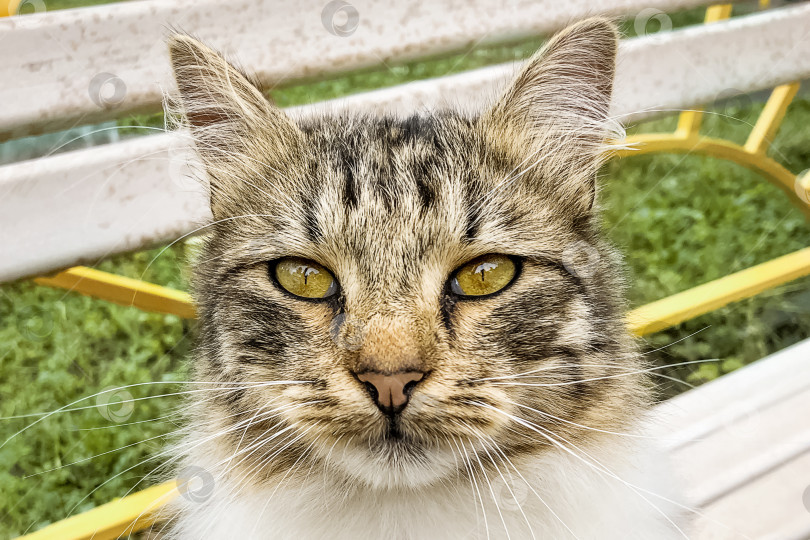 Скачать Портрет милой полосатой кошки. Бездомные животные, концепция усыновления домашних животных фотосток Ozero