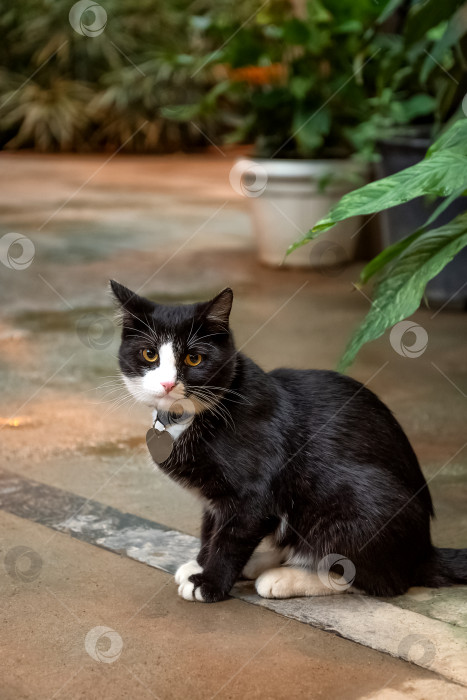 Скачать Симпатичный черно-белый кот в саду с зелеными растениями в горшках фотосток Ozero