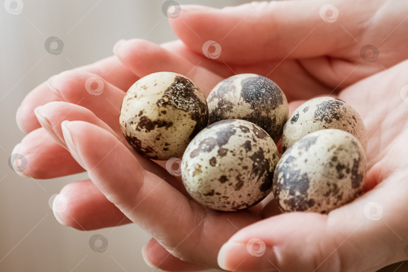 Скачать Женщина держит в руках маленькие перепелиные яйца в крапинку фотосток Ozero