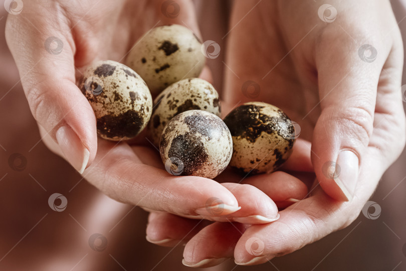 Скачать Пятнистые перепелиные яйца на женских ладонях фотосток Ozero