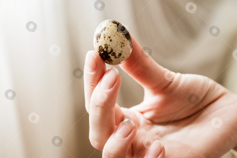 Скачать Женщина держит в руке маленькое пятнистое яйцо крупным планом фотосток Ozero