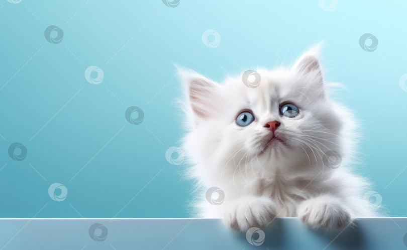 Скачать Милый маленький белый котенок с лапками и голубыми глазами на фоне баннеров цвета морской волны фотосток Ozero