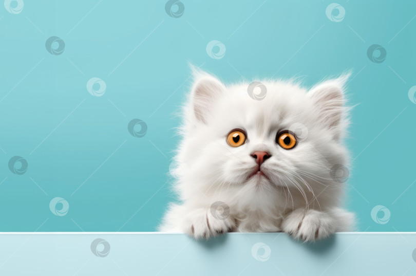 Скачать Милый маленький белый котенок с лапками и желтыми глазами на фоне аквамариновых баннеров фотосток Ozero