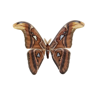 [object Object] undefined