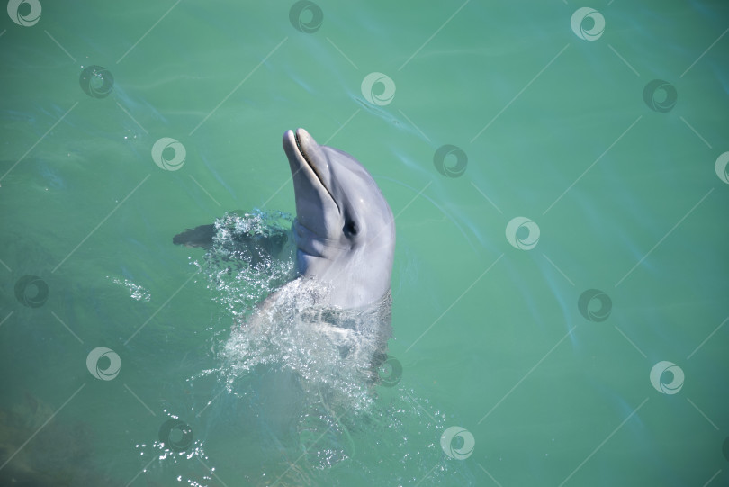 Скачать голова дельфина появляется из воды фотосток Ozero