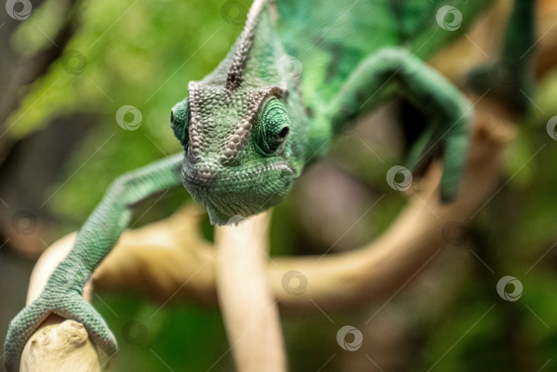 Скачать Крупным планом забавный зеленый хамелеон движется по ветке дерева фотосток Ozero