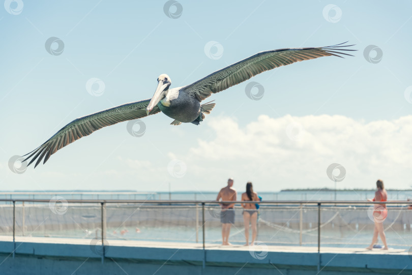 Скачать большой пеликан, летящий над морем фотосток Ozero