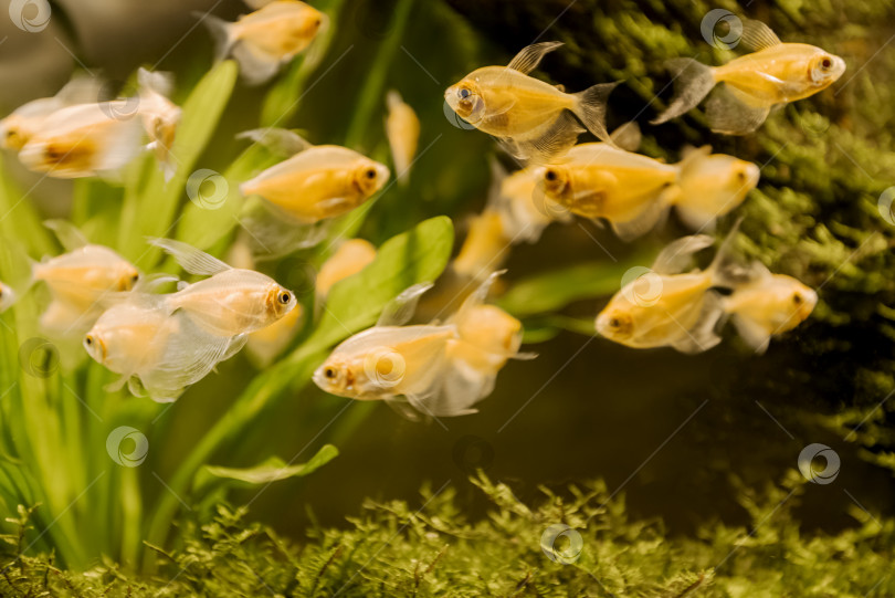 Скачать Косяк рыб в аквариуме фотосток Ozero