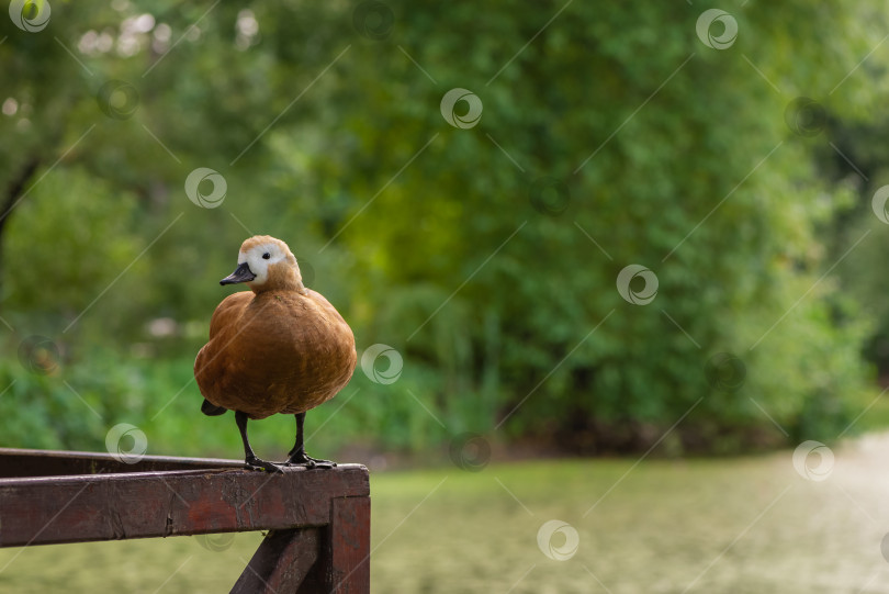 Скачать Симпатичная утка Tadorna ferruginea сидит на деревянных перилах в пруду общественного парка фотосток Ozero