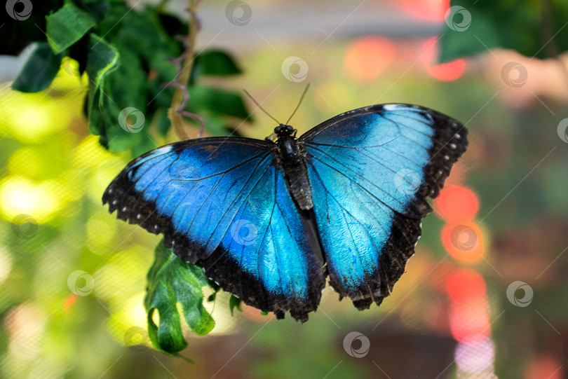 Скачать Голубая бабочка морфо с расправленными крыльями крупным планом на размытом фоне фотосток Ozero