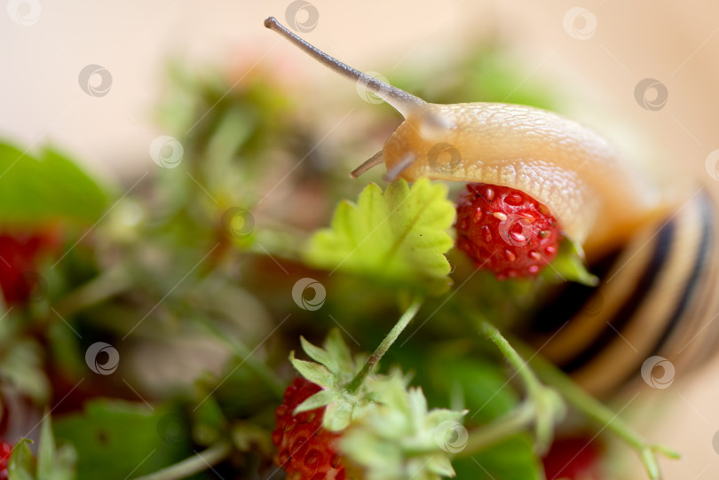 Скачать Крупный план садовой улитки, ползущей по пучку веточек земляники со спелыми ягодами на размытом фоне фотосток Ozero