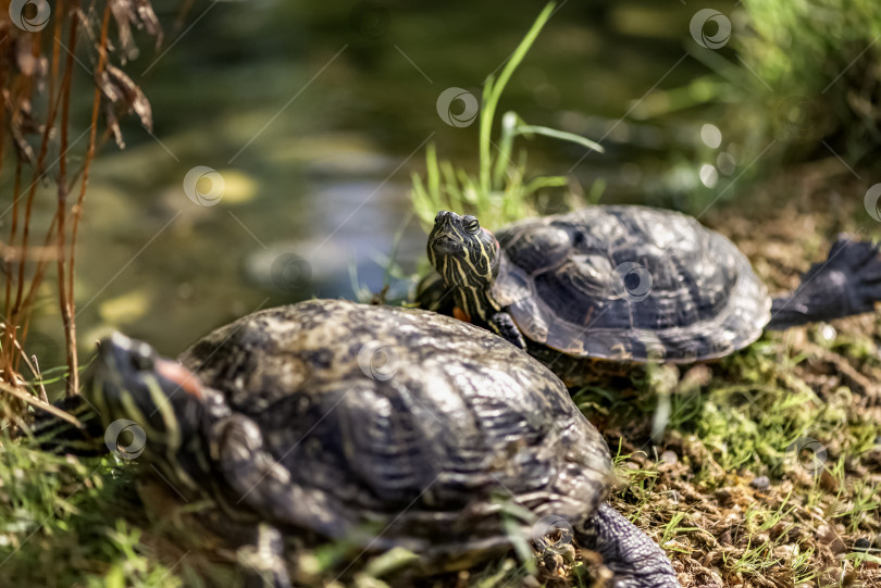 Скачать Красноухая черепаха-ползунок Trachemys scripta elegans отдыхает на солнце фотосток Ozero
