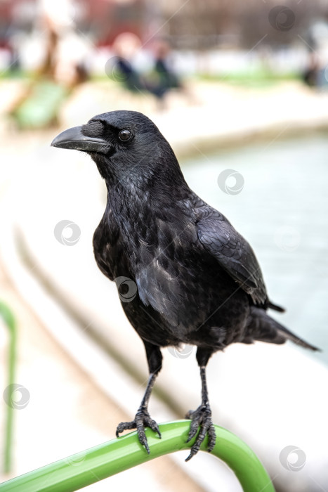 Скачать Черный ворон крупным планом, наблюдение за птицами фотосток Ozero