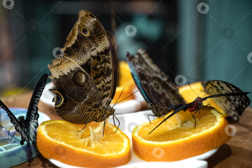 Скачать Бабочки сидят на дольке апельсина, поедая нектар. фотосток Ozero