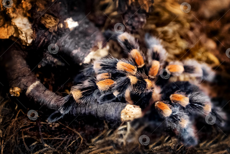 Скачать Большой тропический паук-тарантул с пушистыми лапами в террариуме фотосток Ozero