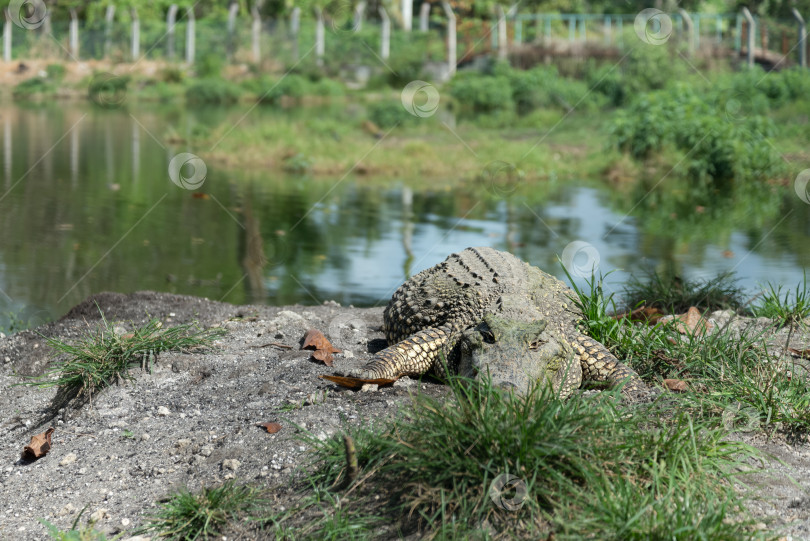 Скачать гигантский крокодил прячется в траве фотосток Ozero