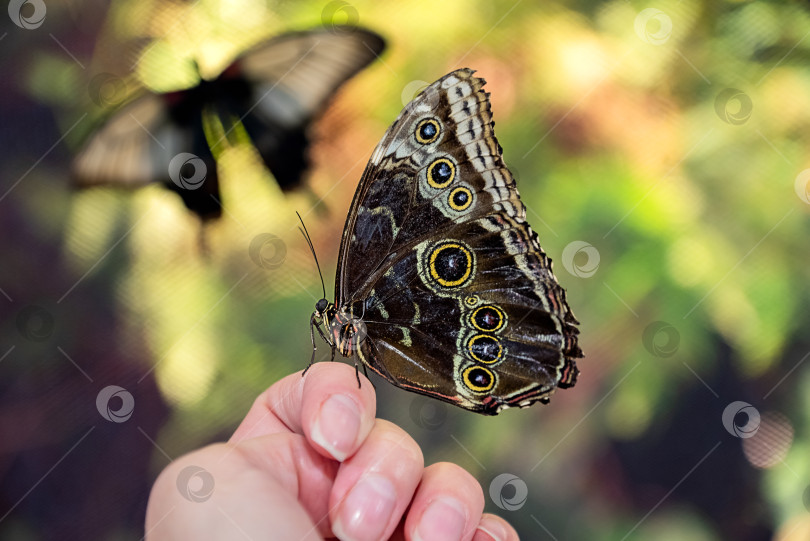 Скачать Бабочка садится на руку человека на размытом фоне фотосток Ozero