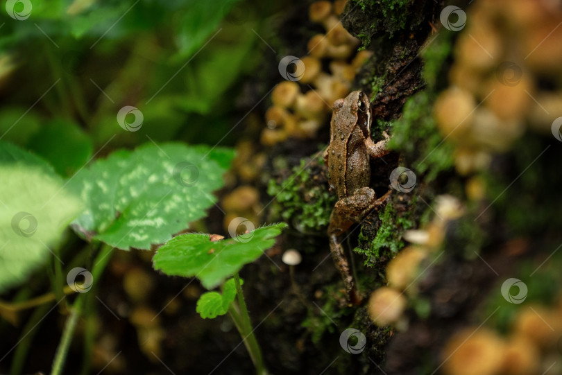 Скачать Маленькая лягушка сидит на замшелом пне, заросшем грибами фотосток Ozero
