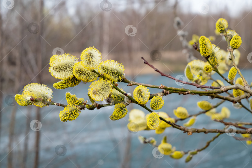 Скачать Ветви ивы с пушистыми желтыми сережками весной фотосток Ozero