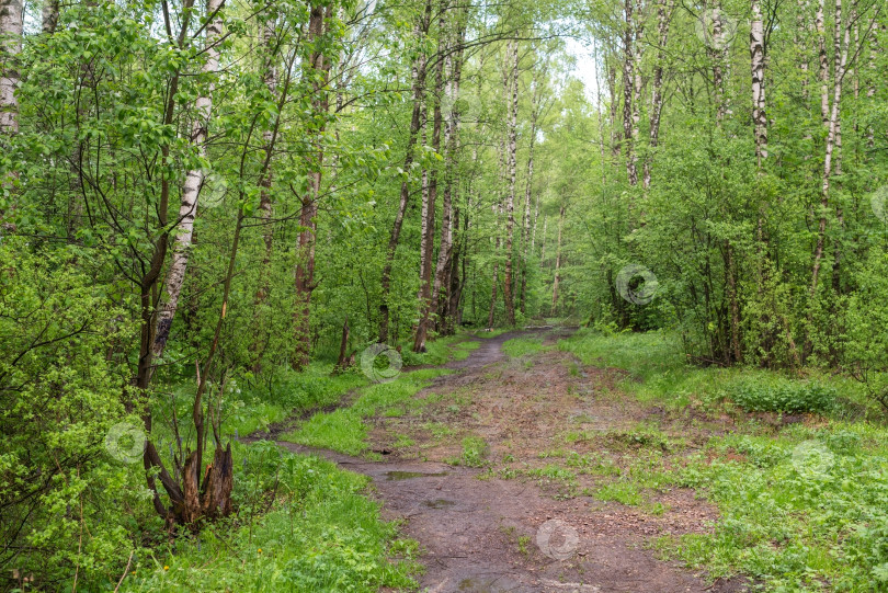 Скачать Деревья со свежими весенними зелеными листьями в лесу фотосток Ozero