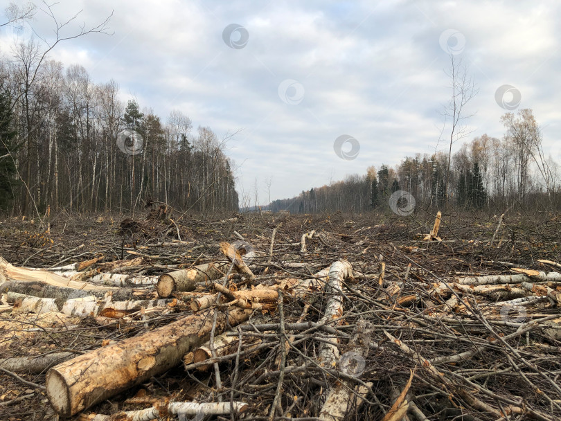 Скачать Поваленные стволы деревьев и пни в местах вырубки леса. Уничтожение лиственных лесов. Ущерб природе. Экологическая проблема фотосток Ozero