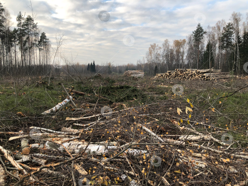 Скачать Поваленные стволы деревьев и пни в местах вырубки леса. Уничтожение лиственных лесов. Ущерб природе. Экологическая проблема фотосток Ozero