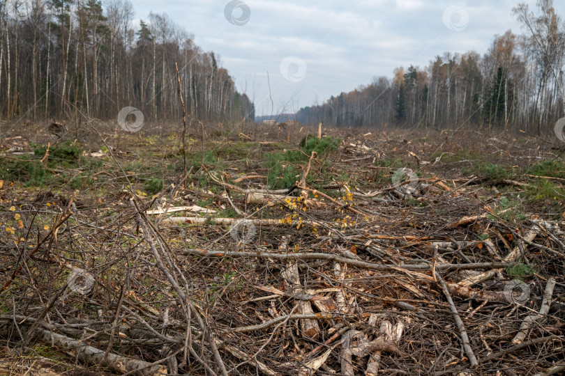 Скачать поваленные стволы деревьев и пни в местах вырубки леса фотосток Ozero