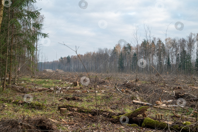 Скачать поваленные стволы деревьев и пни в местах вырубки леса фотосток Ozero