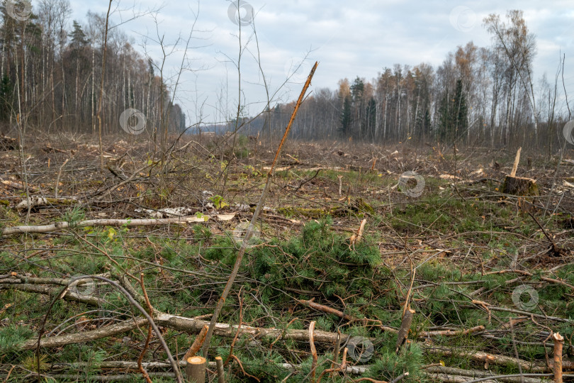 Скачать поваленные стволы деревьев и пни в местах вырубки леса фотосток Ozero