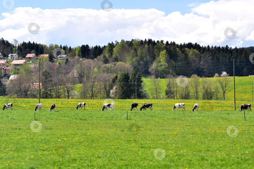 Скачать Прекрасный панорамный вид на сельскую местность с фермерскими домами и коровами, пасущимися на зеленых лугах фотосток Ozero